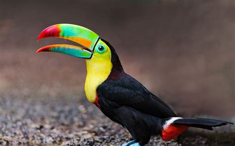 birds with colorful beaks.